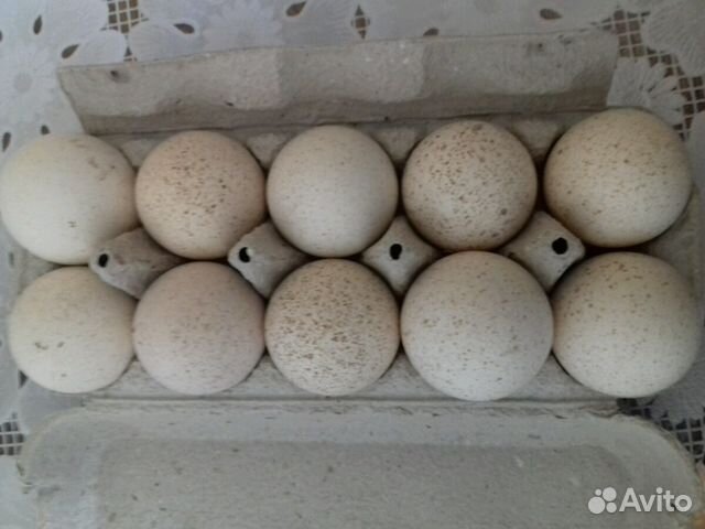 Инкубационное яйцо. иньдюшиное белая широкогрудая купить на Зозу.ру - фотография № 1