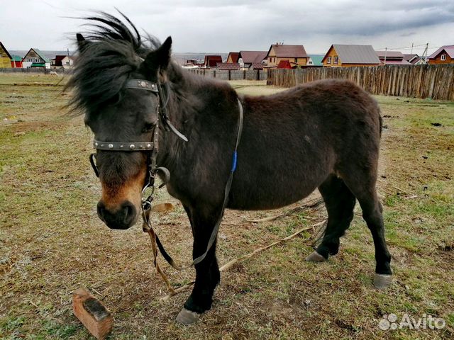 Продажа пони