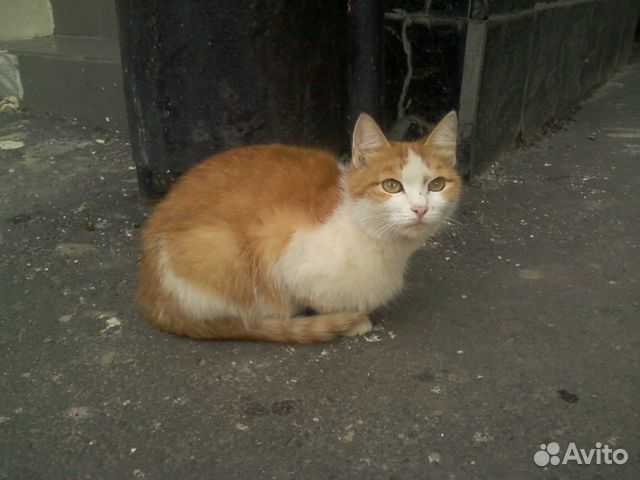 Кошечка из приюта в добрую и надёжную семью купить на Зозу.ру - фотография № 6