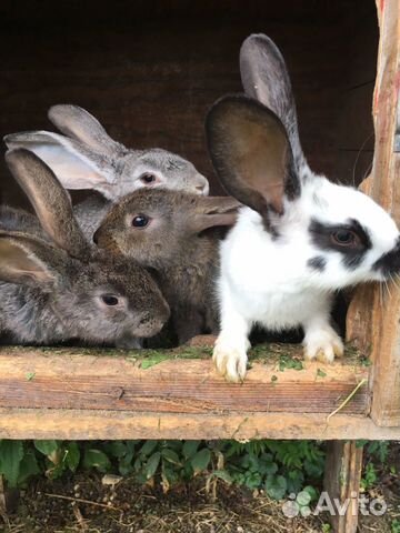 Кролики фландр купить на Зозу.ру - фотография № 7
