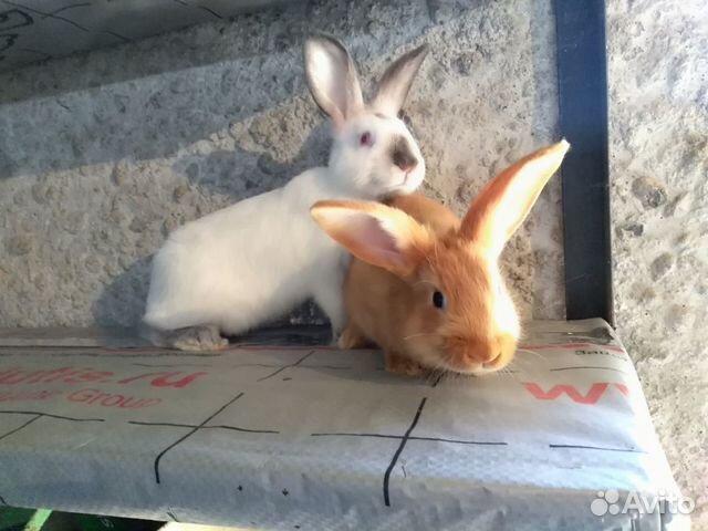 Кролики Калифорнийские 2 месяца купить на Зозу.ру - фотография № 6