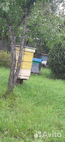 Продам улья с пчелами купить на Зозу.ру - фотография № 3