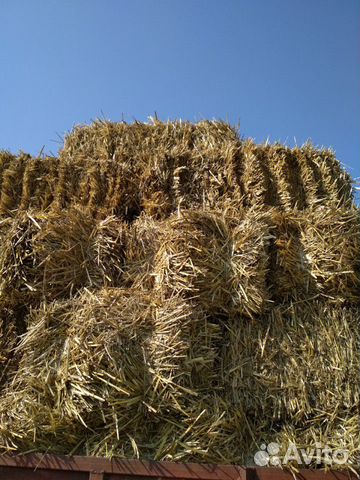 Солома пшеницы купить на Зозу.ру - фотография № 1