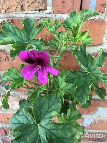 Герань душистая 12 видов