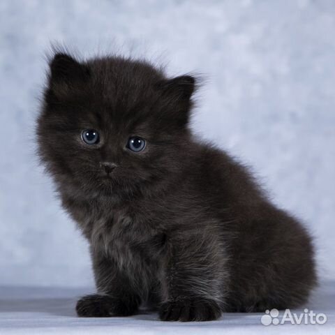 Сибирский Кот Черный Фото