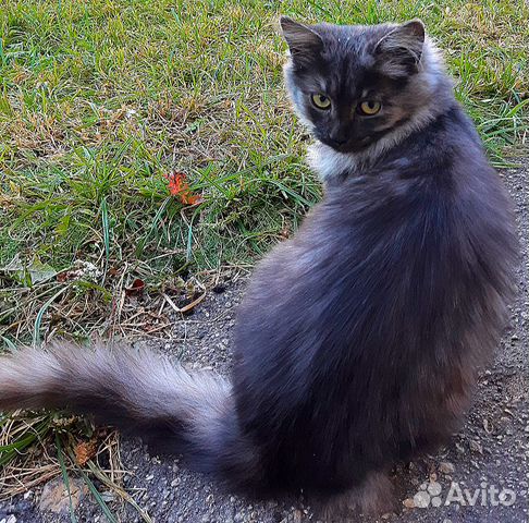 Шикарный темно-серый котенок в добрые руки купить на Зозу.ру - фотография № 2