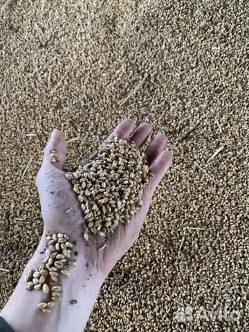 Зерно (пшеница) купить на Зозу.ру - фотография № 1