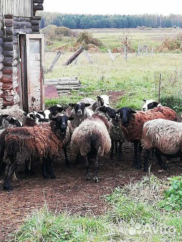 Овцематки, ягнята, дойные козы купить на Зозу.ру - фотография № 4