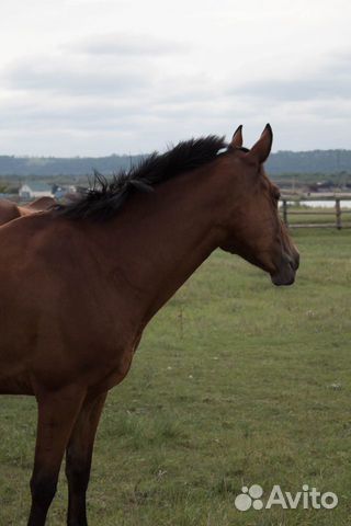 Спортивная полукровная лошадь 2010 купить на Зозу.ру - фотография № 1