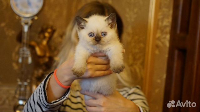 Котята Британские 1 месяц купить на Зозу.ру - фотография № 2