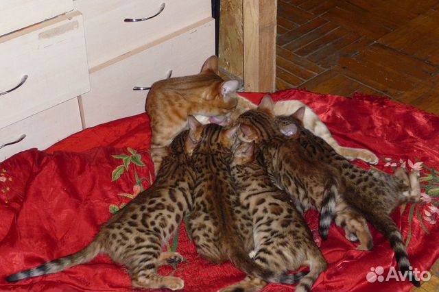Бенгальские котята с родословной купить на Зозу.ру - фотография № 1