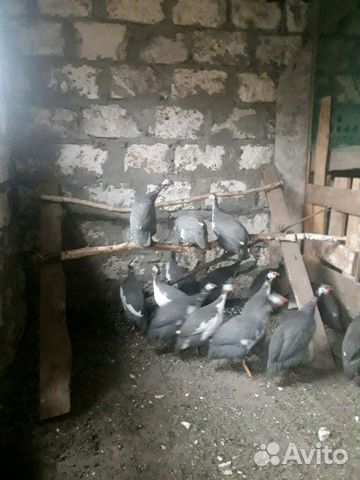 Птицы купить на Зозу.ру - фотография № 4
