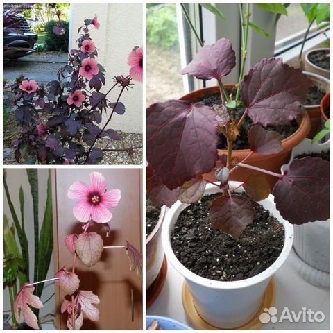 Гибискусы