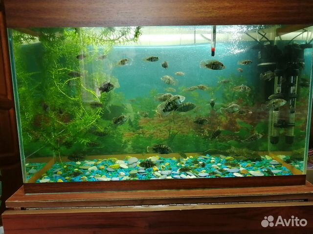 Аквариумые рыбки купить на Зозу.ру - фотография № 1