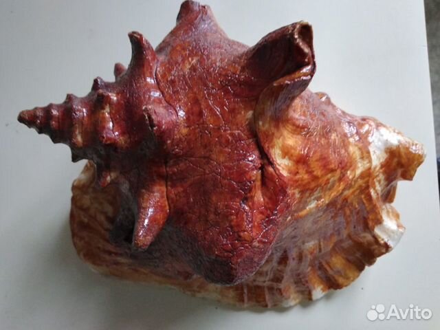 Ракушка декоративная