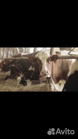 Коровы и козы купить на Зозу.ру - фотография № 1