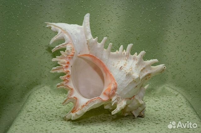 Авито морские. Авито морские. Раковина кассис корнута. Ракушка strombus. Ракушка донакс.