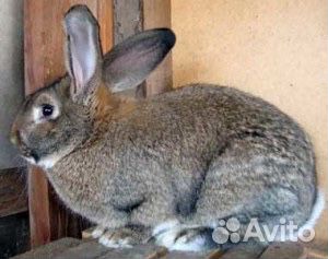Продам кроликов калифорнийцев купить на Зозу.ру - фотография № 4