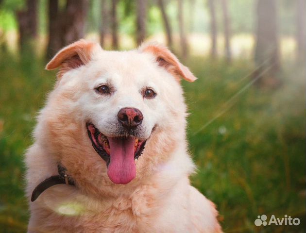 Верный и обаятельный пес в дар купить на Зозу.ру - фотография № 1