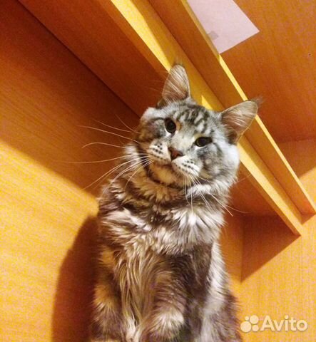 Вязка, услуги кота Мейн-кун купить на Зозу.ру - фотография № 2