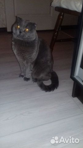 Вязка с вислоухим котом