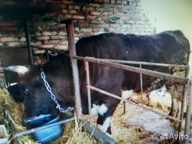 Корова и Бык купить на Зозу.ру - фотография № 5