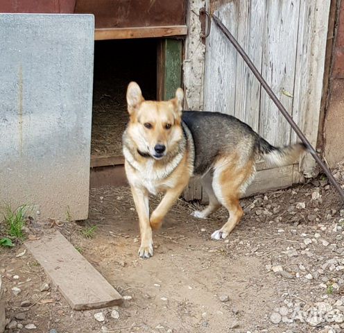 Собаке нужен дом купить на Зозу.ру - фотография № 3