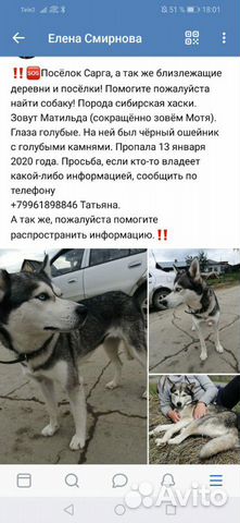 Животные собака купить на Зозу.ру - фотография № 1