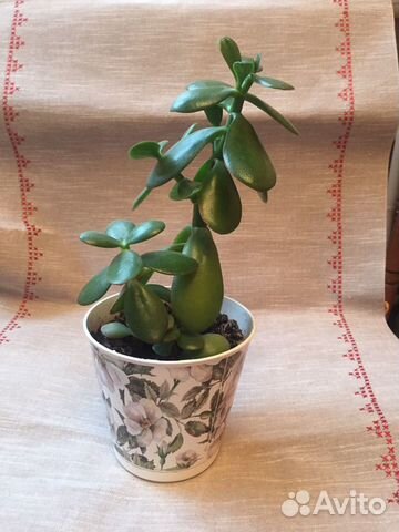 Толстянка- денежное дерево