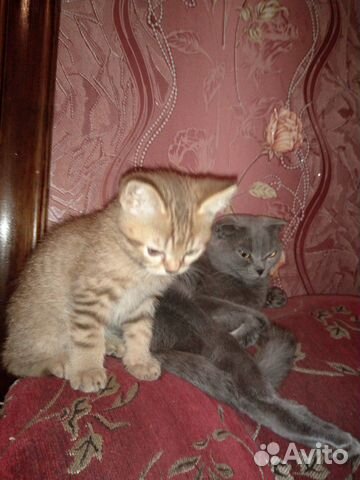 Шотландские котята и мама купить на Зозу.ру - фотография № 2