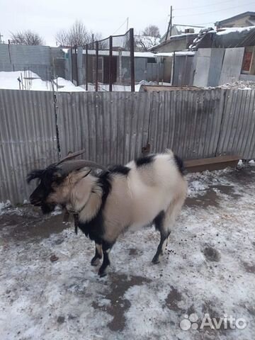 Продаётся племенной козел купить на Зозу.ру - фотография № 2