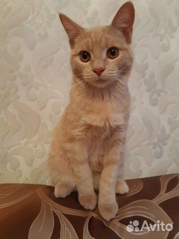 Котенок в добрые руки купить на Зозу.ру - фотография № 5