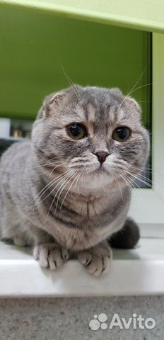 Британский вислоухий кот купить на Зозу.ру - фотография № 2