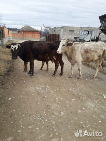 Корова две телки купить на Зозу.ру - фотография № 1