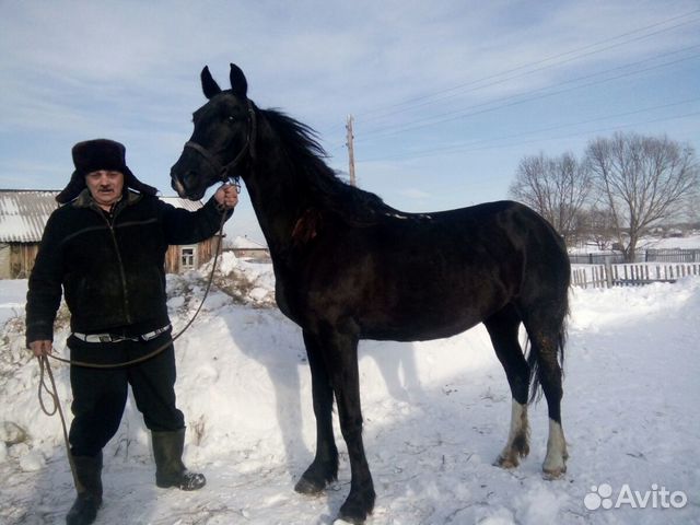 Лошадь Орловской породы купить на Зозу.ру - фотография № 4