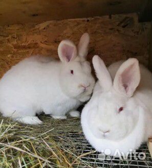 Кролики новозеландский белый и красный купить на Зозу.ру - фотография № 5