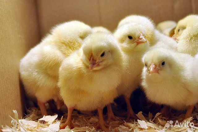Суточные и подрощенные цыплята и т.д купить на Зозу.ру - фотография № 1