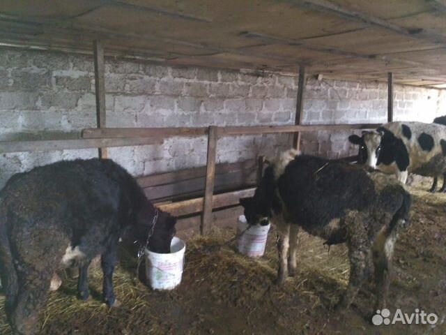 Продаю стельные коровы телки бычки купить на Зозу.ру - фотография № 1