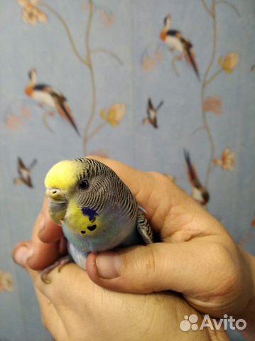 Волнистые попугаи купить на Зозу.ру - фотография № 8