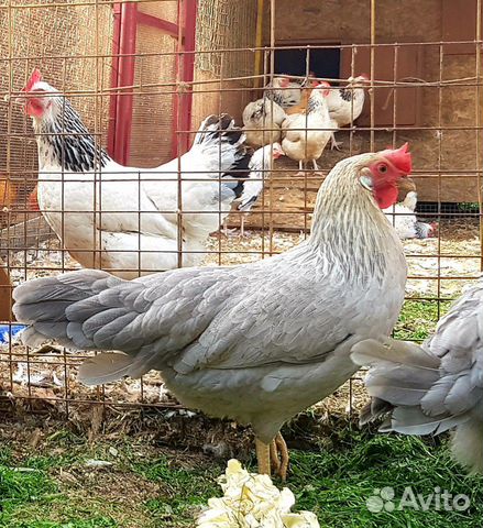 Леггорн жемчужно лавандовый (яйцо и цыплята) купить на Зозу.ру - фотография № 2