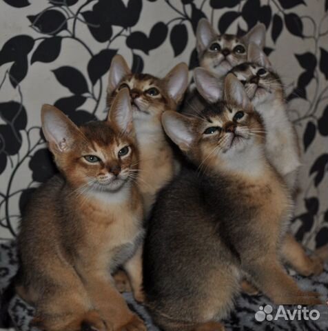 Абиссинские котята купить на Зозу.ру - фотография № 1