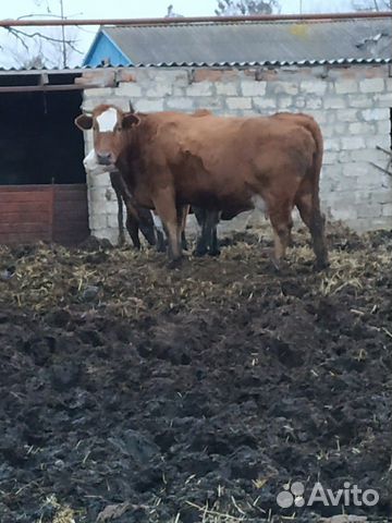 Высокогорная корова купить на Зозу.ру - фотография № 5