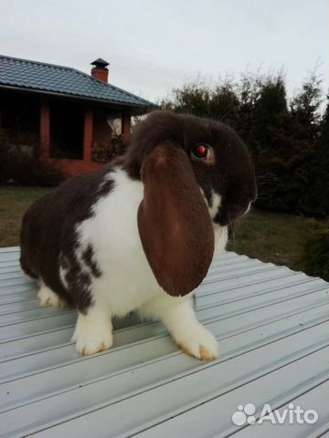 Кролики породы Французский баран купить на Зозу.ру - фотография № 9