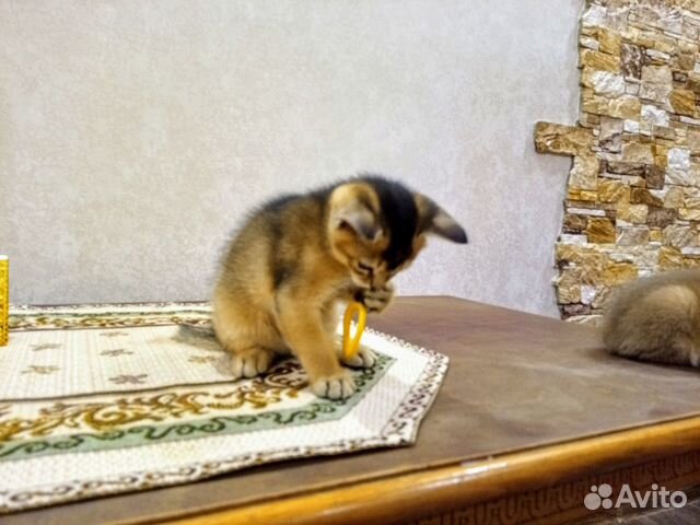 Абиссинский кот купить на Зозу.ру - фотография № 6