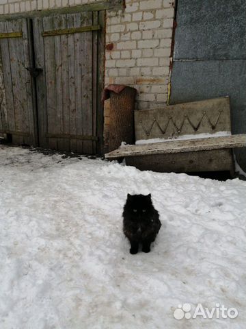 Кошки купить на Зозу.ру - фотография № 6
