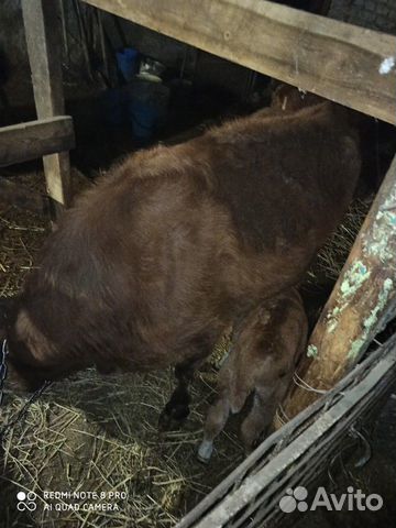 Дойная корова и теленок за 65 тыщ купить на Зозу.ру - фотография № 1