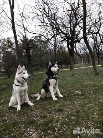 Щенки Хаски