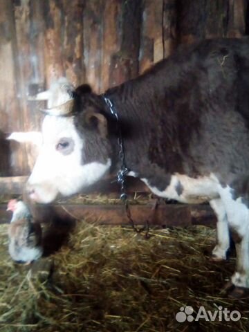 Продам стельную корову купить на Зозу.ру - фотография № 1