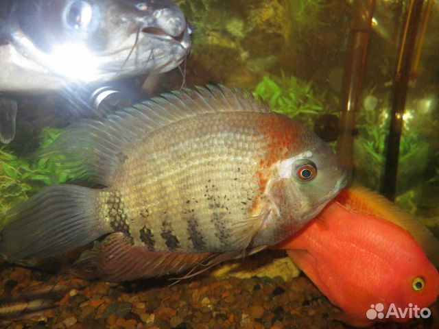 Продам аквариумных рыб купить на Зозу.ру - фотография № 7
