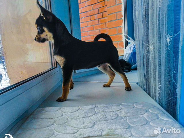 Собака чихуахуа купить на Зозу.ру - фотография № 1